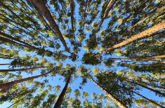 Green Macro Newsletter Juni 2024