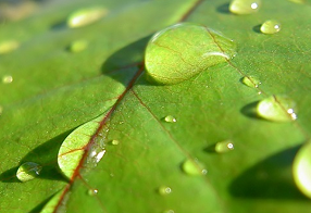 A bis Z der Begriffe aus dem Bereich Naturkapital und Biodiversität