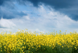 Hat der Ukraine-Krieg die Revolution der sauberen Energie beschleunigt?