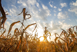 Lebensmittel, Wasser, Energie – wie können sich Anleger vor dem Hintergrund des Klimawandels verhalt