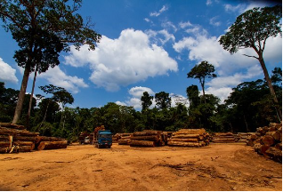 Q&A: why tackle harmful deforestation – and how?