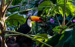 Peter Harrison: Die COP15 hat ein unmissverständliches Signal gesetzt, die Natur zu bewerten